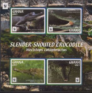 2016-Ghana-WWF-Crocodil.