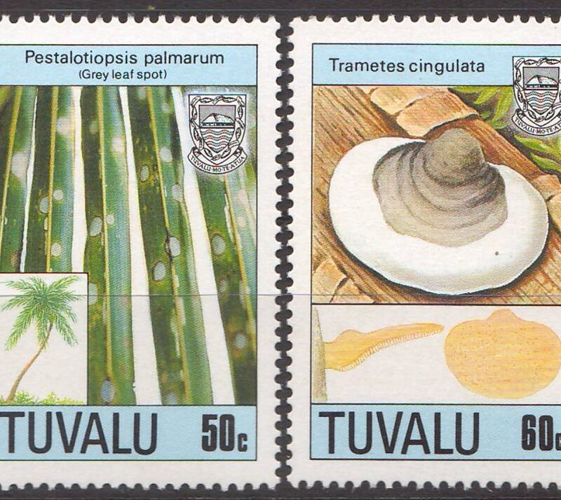 1989-Ciuperci (II).